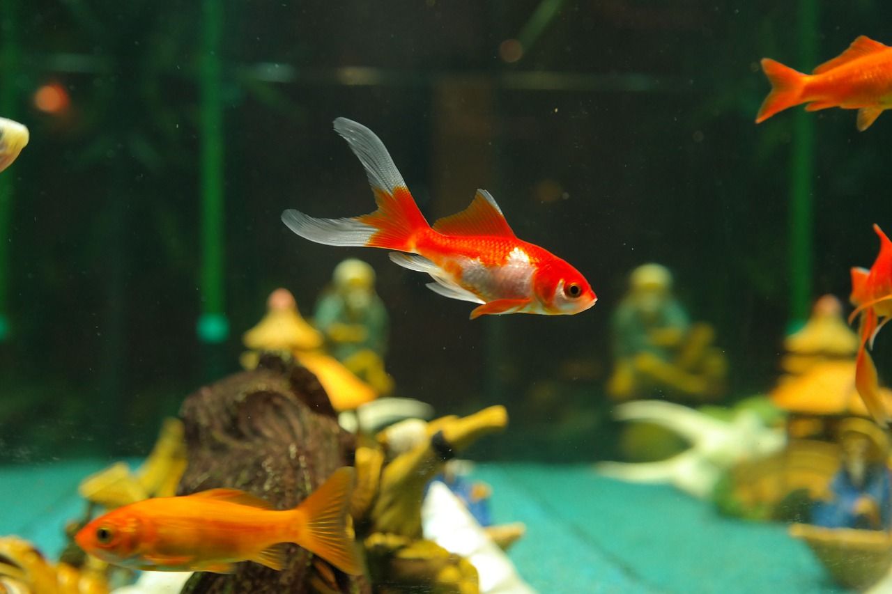 Jak stworzyć rybkom przyjazne i atrakcyjne wizualnie środowisko w domowym akwarium?