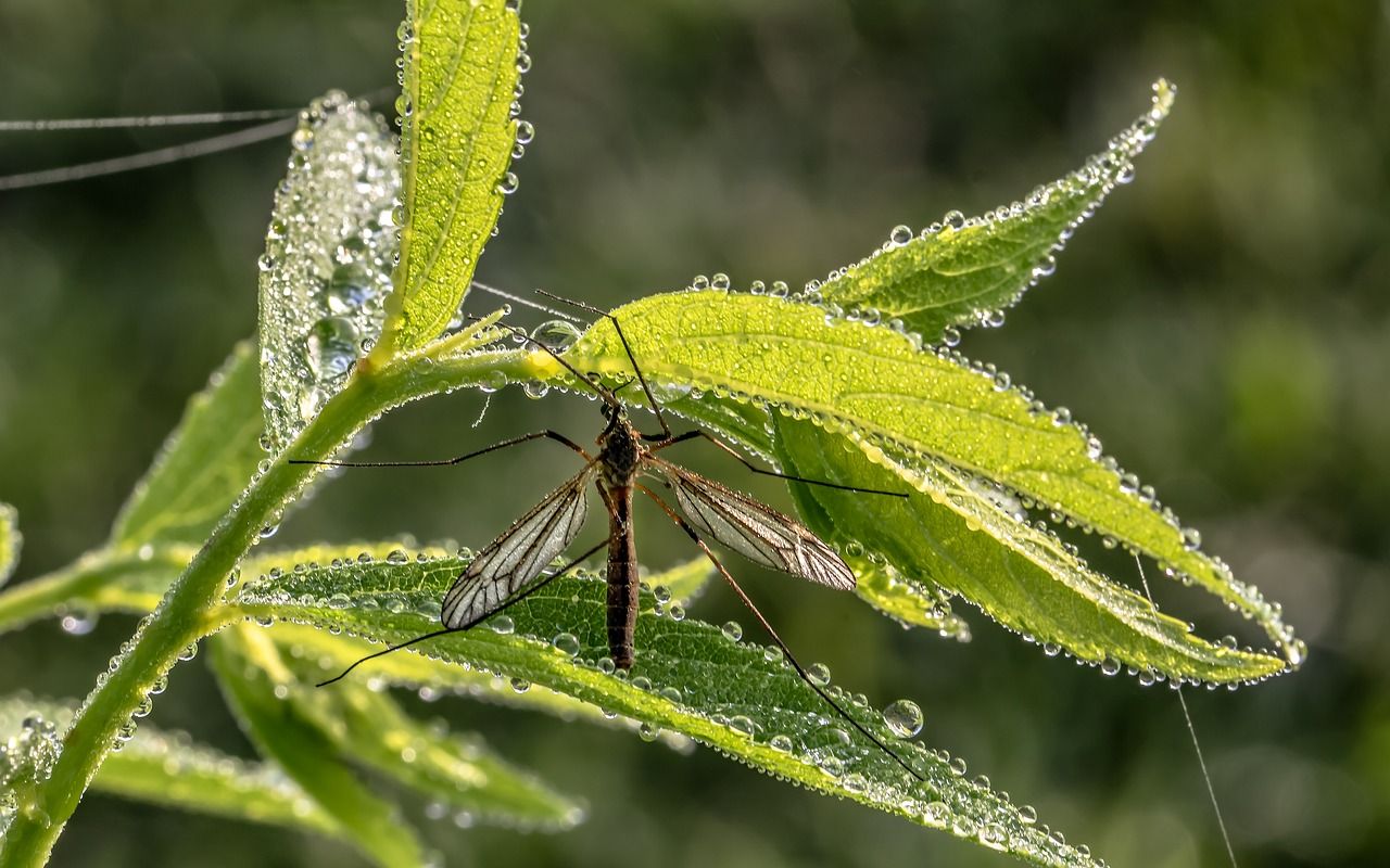 Komary – jak sobie skutecznie z nimi radzić w sezonie letnim?